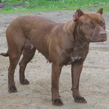Blue Collars Remy Red Pit Bull.jpg